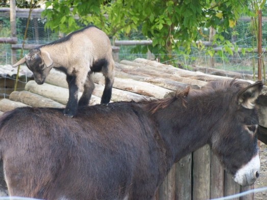 chevreau et ane s'aiment!