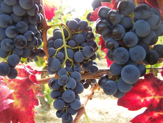 grapes of Carcassonne 